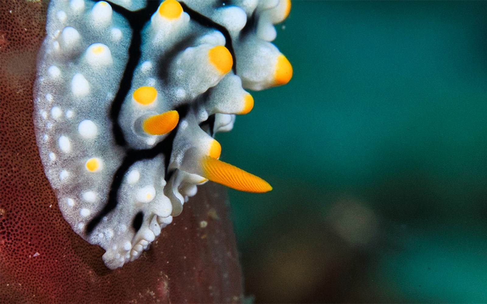 Responsible Diving