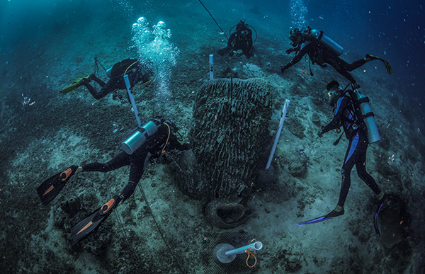 Transplanting giant barrel sponge named after Sponge Bob Square Pants