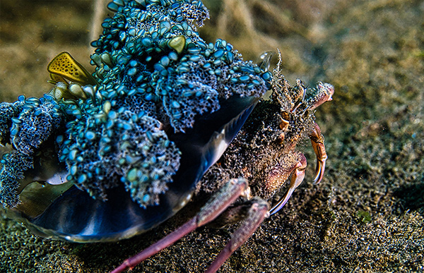 What is muck diving - Carrier crab