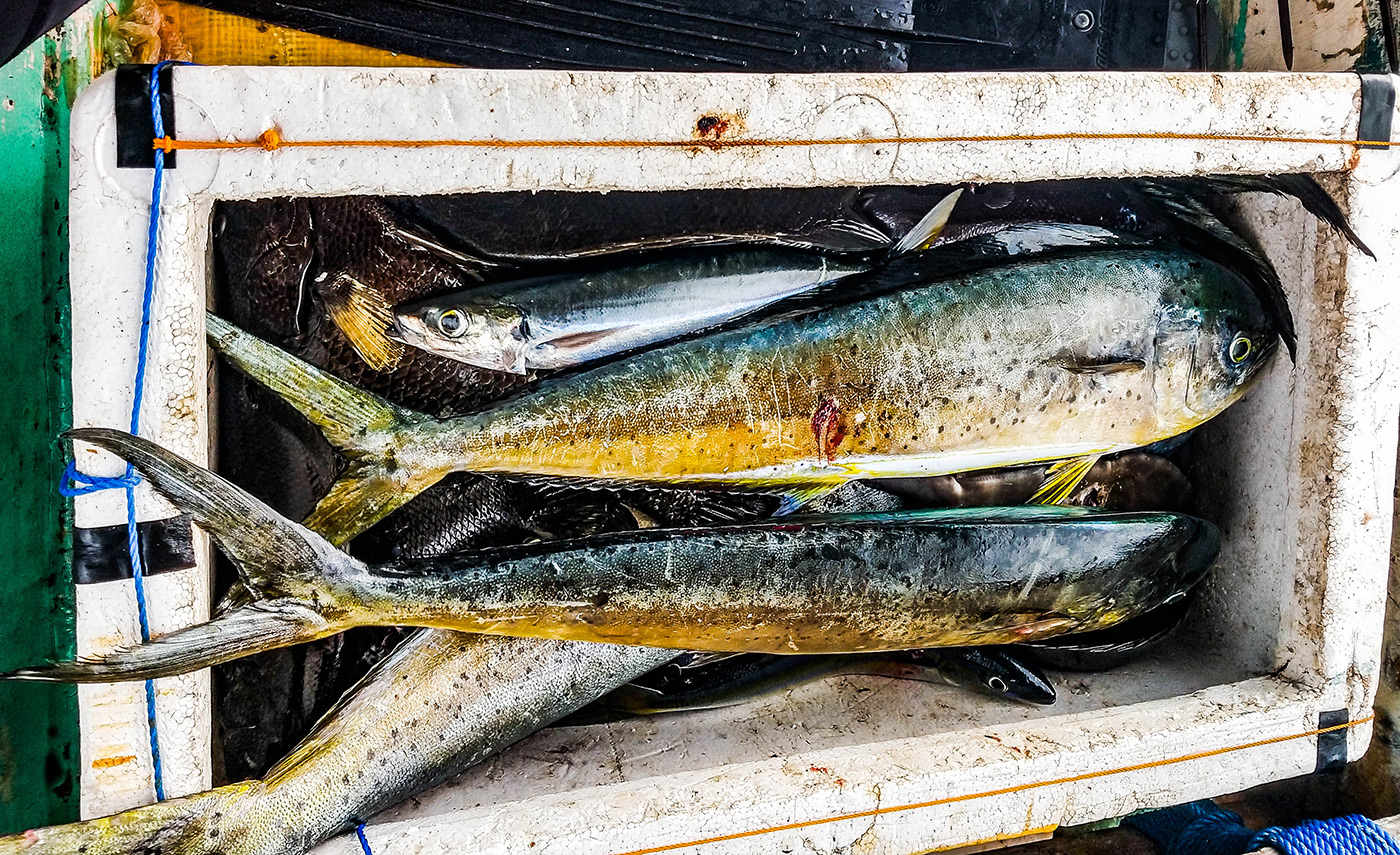 Daily catch spearfishing - Mahi Mahi