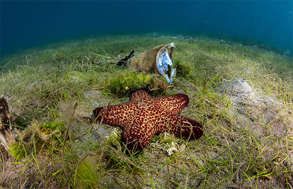 Seastar and a plastic cup in Pemuteran, Bali. (image credit: Gonzalo Zamorano)