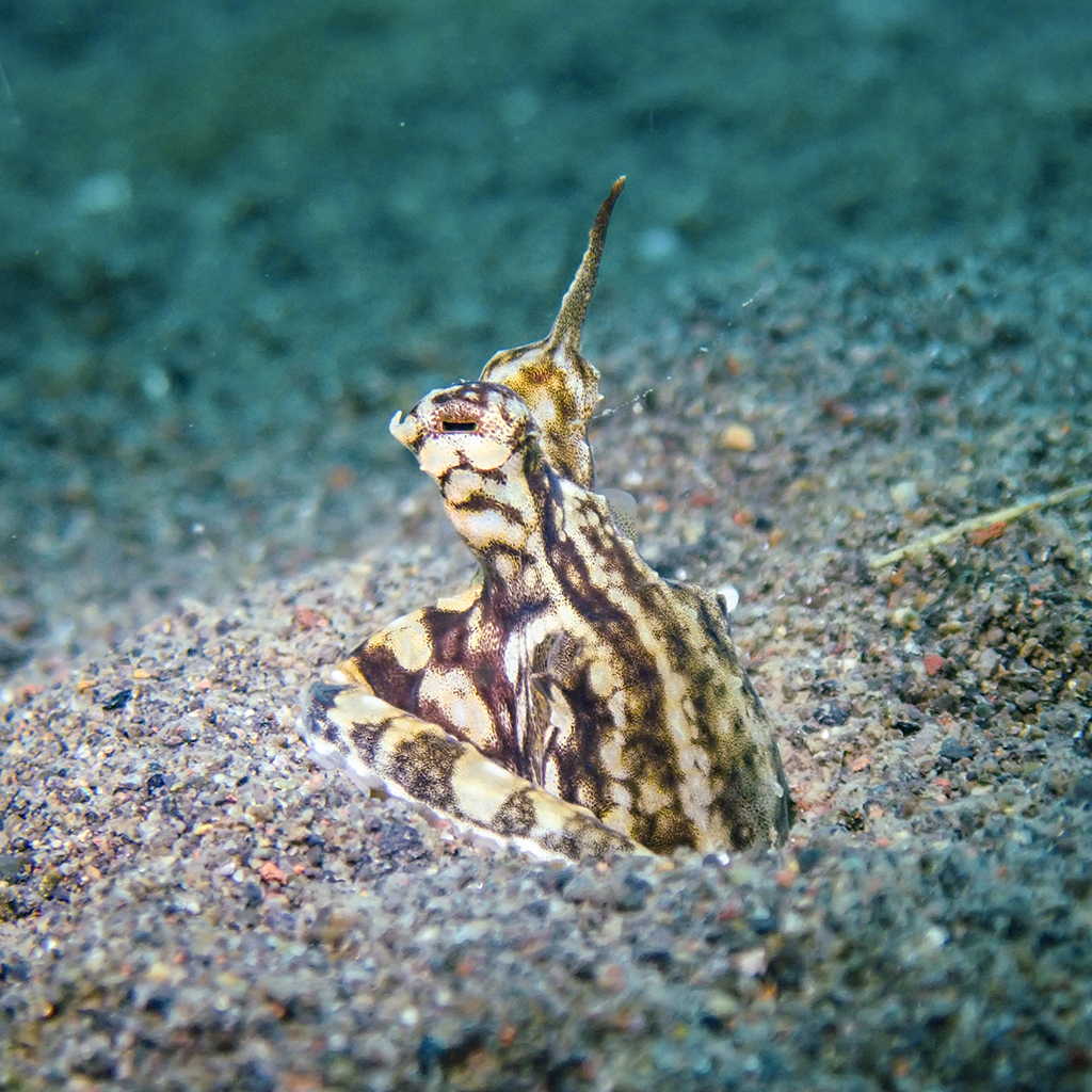Mimic octopus in Puri Jati