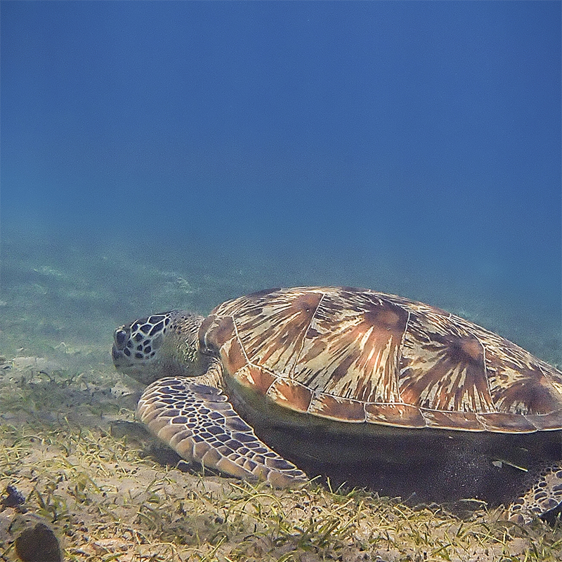 Green sea turtle in Pemuteran Bay