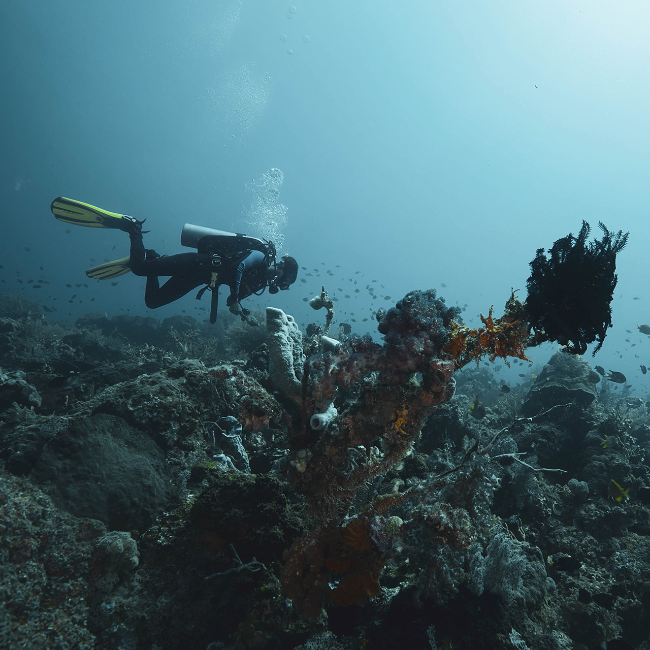 Diving Pemuteran Reefs
