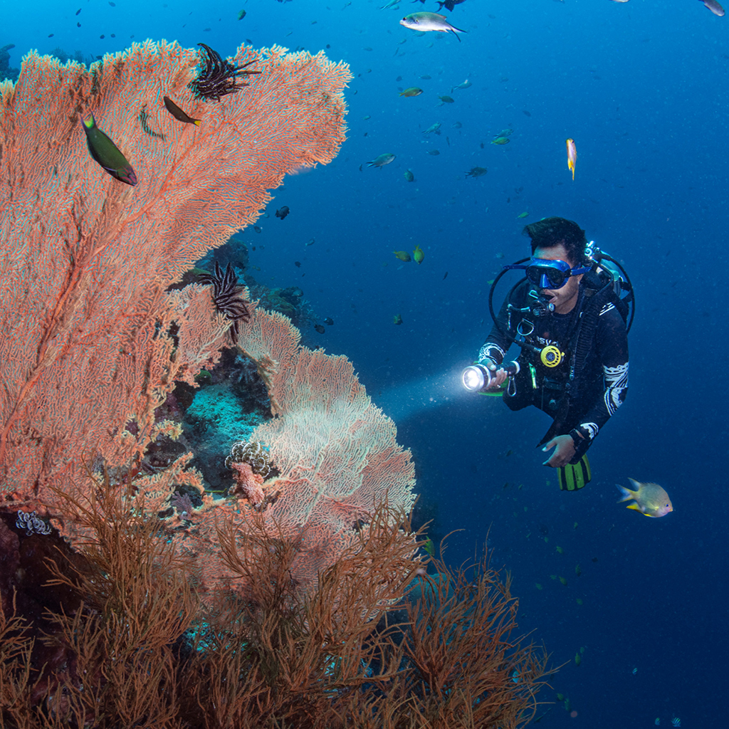 Jack of all trades diving package in Pemuteran & Menjangan