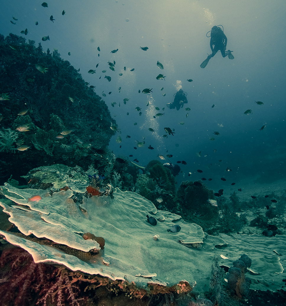 Deep coral colony at napoleon reef