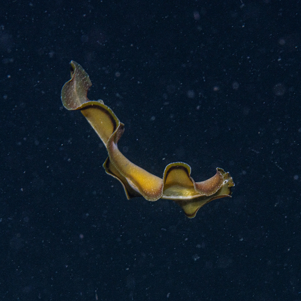 Flatworm in Pemuteran, Bali