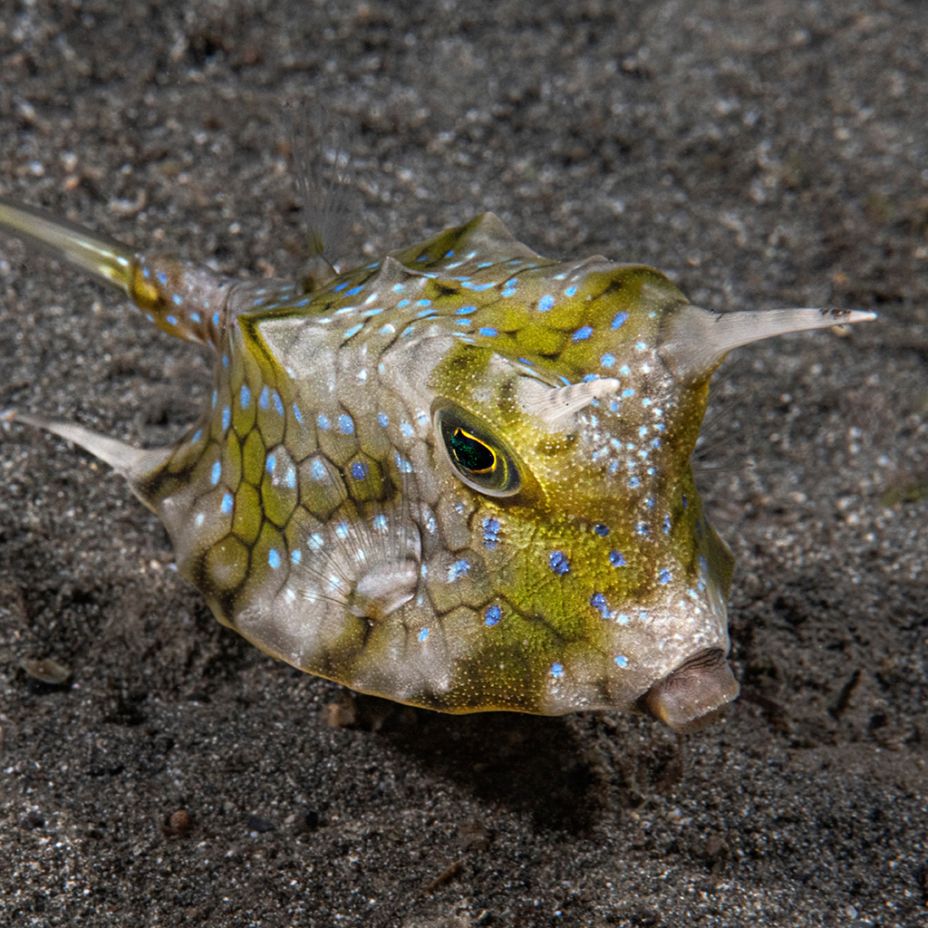 Cowfish in Secret Bay, Bali